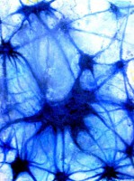 /album/pintura/neuronografia-beta-jpg/
